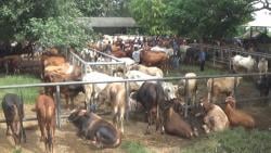 Jelang Idul Adha, Harga Sapi Kurban di Pasar Hewan Purwakarta Naik Hingga Satu Juta Rupiah