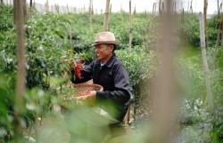 Rahasia Sukses Petani Milenial: Benih Unggul dan Teknologi Jadi Senjata Utama