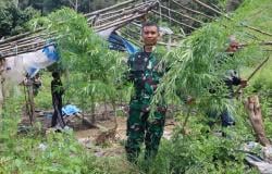 TNI Kodim 0113 Gayo Lues Musnahkan 3 Hektar Tanaman Ganja