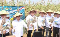 Blora Siap Jadi Pusat Pengembangan Tanaman Sorgum di Indonesia