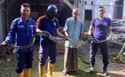 Ular Sanca 2,4 Meter Masuk Kandang Ayam di Paciran