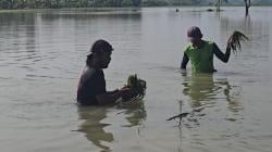 80 Hektare Sawah di Lamongan Terendam Banjir, Petani Karadenanrejo Terancam Gagal Panen