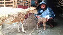 Di Antara Kambing dan Keadilan, Kisah Aipda Sunaryo Menyemai Asa di Kandang