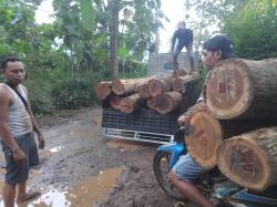 Petugas Perhutani Temukan Tumpukan Kayu Jati Misterius, Diduga Hasil Pembalakan Liar di Banyuwangi