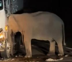 Bikin Nangis, Induk Gajah Setia Menemani di Samping Jasad Anaknya yang Tertabrak Truk
