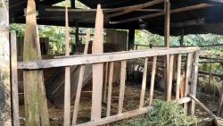 Belum Satupun Terungkap, Aksi Pencurian Kambing Marak di Depok, Pelaku Hanya Sisakan Jeroan.