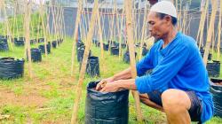 WBP Lapas Banjar Semaikan Harapan Lewat Pertanian Melon dalam Polybag