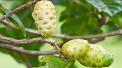 6 Manfaat dan Khasiat Buah Mengkudu untuk Kesehatan