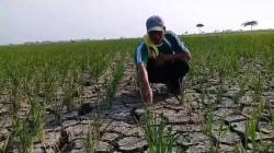 Musim Kemarau Melanda Lebak, Ratusan Hektare Sawah Berpotensi Gagal Panen