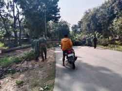 Kegiatan Tebangan di Brati Sempat Terkendala Pohon Tumbang Melintang di Jalan Raya Purwodadi -Kudus