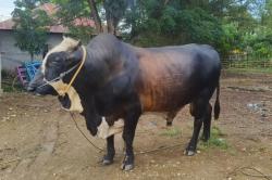 Jelang Idul Adha 1446 H, DPKP Ambon Siapkan Pemeriksaan Kesehatan Hewan Kurban