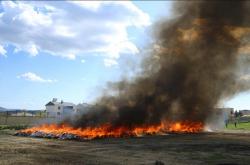 Puluhan Ribu Warga Teler Massal Gegara Polisi Bakar 20 Ton Ganja Sitaan