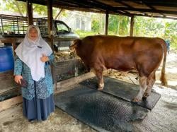 Sapi Berbobot 1 Ton dari Natuna Diusulkan Jadi Hewan Kurban Presiden Prabowo