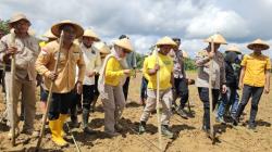 Bupati Muna Barat Launching Petani Keren dan Tanam Jagung Serentak