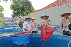 Polres Metro Depok Panen Lele 2 Ton per Bulan, Dukung Ketahanan Pangan Warga
