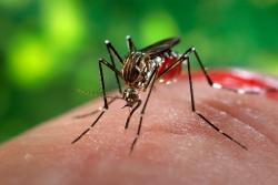 17 Warga Riau Meninggal Karena DBD