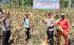 Kapolres Pidie Jaya Panen Raya Jagung: Dukung Ketahanan Pangan Nasional Lewat Asta Cita Presiden RI