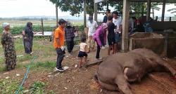 Sapi Kurban Milik Prabowo Subianto Menggelapar Mati Mendadak,  Diduga Keracunan