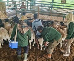 Jelang Hari Raya Qurban, Diperta Probolinggo Mulai Beri Vitamin Ratusan Hewan Ternak