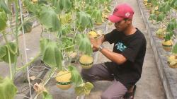 Adi Latif Mashudi, Petani Muda Asal Blora Melaju ke Grand Final Duta Petani Muda 2025