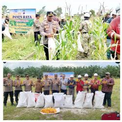 Polres Seruyan Panen Raya Jagung di Lahan 1,25 Hektare, Dukung Ketahanan Pangan Nasional