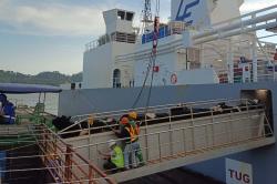 BBPTUHPT Baturraden Bersama Swasta Impor 200 Sapi Perah Unggul Australia
