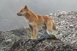 Kembalinya Anjing Bernyanyi di Dataran Tinggi Papua: Satwa Sakral yang Bangkit dari Kepunahan