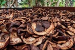 Harga Kopra Melejit di Sulawesi Utara