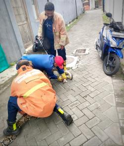 Heboh! Ular Piton 7 Meter Masuk Garasi Rumah Warga di Kebomas Gresik