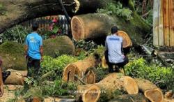 Kronologi Pohon Trembesi Tumbang di Dago Bandung, Tiga Pengendara Luka