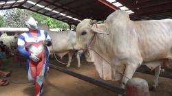 Ultraman Ikut Kontes Sapi di Boyolali Jelang Idul Adha 2025