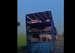 Viral! Sopir Truk Mandikan Babi di Pinggir Jalan, Air Bekas Cuciannya Cemari Sawah Warga