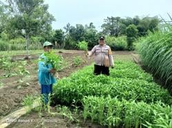 Ketahanan Pangan Pekarangan Bergizi Kampung Nimbokrang, Lahan Tidur Berubah Menghijau Penghasil Cuan