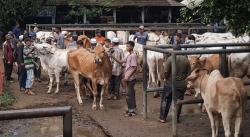 Harga Sapi di Purwakarta Naik Drastis Jelang Idul Adha, Tembus Rp4Juta!