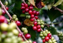 Meracik Masa Depan Kopi Indonesia dalam Sentuhan Modern