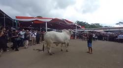 Kemeriahan Kontes dan Expo Sapi Piala Ketua MPR di Cepogo Boyolali