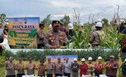 Polres Seruyan Panen Raya Jagung di Lahan 1,25 Hektare, Dukung Ketahanan Pangan Nasional
