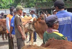 Geliat Jual Beli Hewan Kurban di Lamongan Meningkat, Harga Sapi Naik hingga Rp 2 Juta
