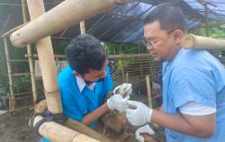Jelang Musim Kurban, 942 Ternak di Depok Sudah Divaksin agar Bebas Penyakit Mulut dan Kuku