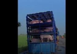 DiHujat Warga Karena Najis, Aksi Viral Sopir Truk Mandikan Babi di Indramayu