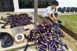 Tanam Terong Jadi Cara PKK Lingga Dukung Ketahanan Pangan Keluarga