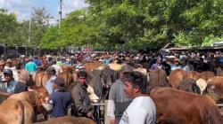 Transaksi Naik 80 Persen, Harga Sapi Kurban di Tuban Melonjak