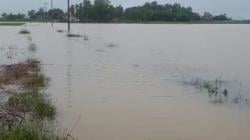 Kali Sawah Meluap, Ratusan Hektar Tanaman Padi Dilanda Banjir di Pantura Ciasem