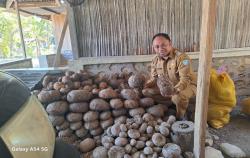 5 Desa di Kecamatan Biboki Feotleu TTU Siap Jual 1000 Ton Porang