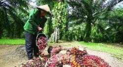 Perusahaan Sawit Laporkan Petani ke Polres Lebak, DPRD Banten Angkat Bicara