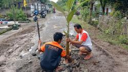 Jalan Rusak Parah di Kedungwaduk Sragen, Warga Tanami Pohon Pisang dan Tebu 