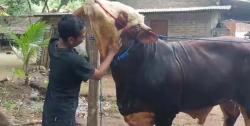 Hercules Sapi Hasil Kawin Silang Simental dan Limosin Berbobot  820 Kg Dibeli Prabowo Subianto