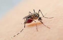 Memasuki Pancaroba, Dinkes Grobogan Meminta Masyarakat Untuk Mewaspadai Wabah Chikungunya