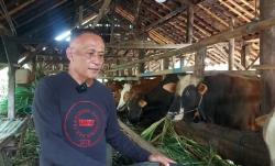 Lapak Hewan Kurban Milik Narsun di Dukuh Siali Ali Desa Surajaya Ramai Pembeli Menjelang Idul Adha