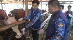 Jelang Idul Adha, DKPP Cilegon Pastikan Hewan Kurban Bebas Penyakit